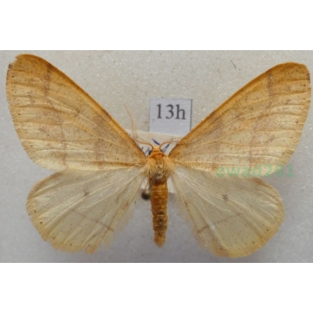 Agriopis aurantiaria (Hübner, 1799) male Zimowek pozłotnik Czech13h